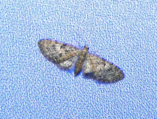 Réf. 341 315 : Eupithecia dodoneata